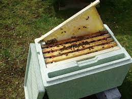 EBKA NUC of Bees £170